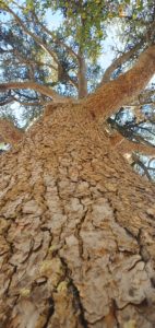 Arbre tout droit vers le ciel
