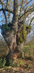 Arbre Malade