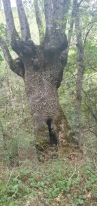 Arbre Malade